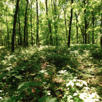 Belmont Mound State Park 80 acres of Duck Hunting in Grant, WI images 2