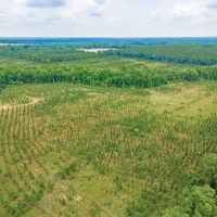 41-Acre Retreat with Thriving Pines on Powell School Road images 4