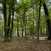 17 acres Wooded Hunting Land and Building Lot in Bath NY Harrison Road images 5