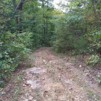 278 Acres Parmleysville Rd. Monticello KY images 2