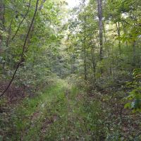 278 Acres Parmleysville Rd. Monticello KY images 4