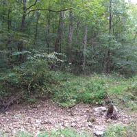 278 Acres Parmleysville Rd. Monticello KY images 5