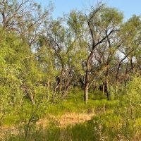 Back on the Market 140 - Acres Jones County images 5
