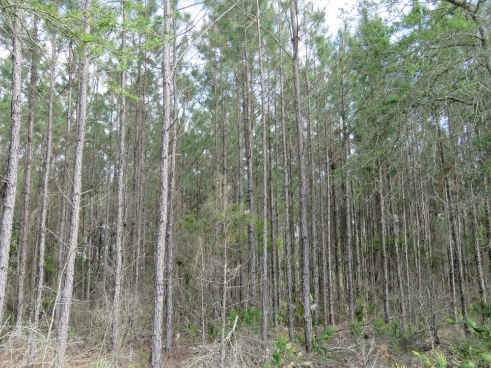 McGee Branch West Tract featured image