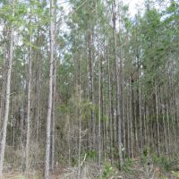 McGee Branch West Tract