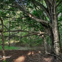 Rural Acreage and Homesite in Davie County NC images 4