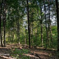 Rural Acreage and Homesite in Davie County NC images 5