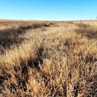 Recreational Property with North Fork Cimarron River Frontage images 3