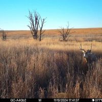 Recreational Property with North Fork Cimarron River Frontage images 5