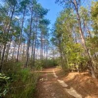 18.94 acres in Lincoln County images 4