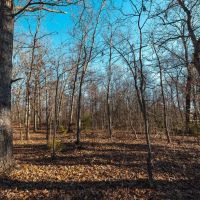 Cypress 38 images 2