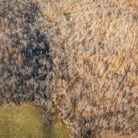Cypress 38 images 3