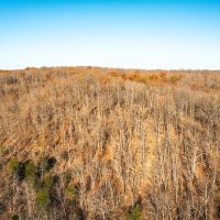 Cypress 38 images 4