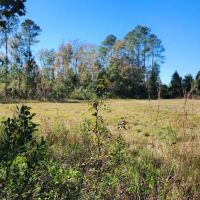 26 Acres in Camden County GA images 2