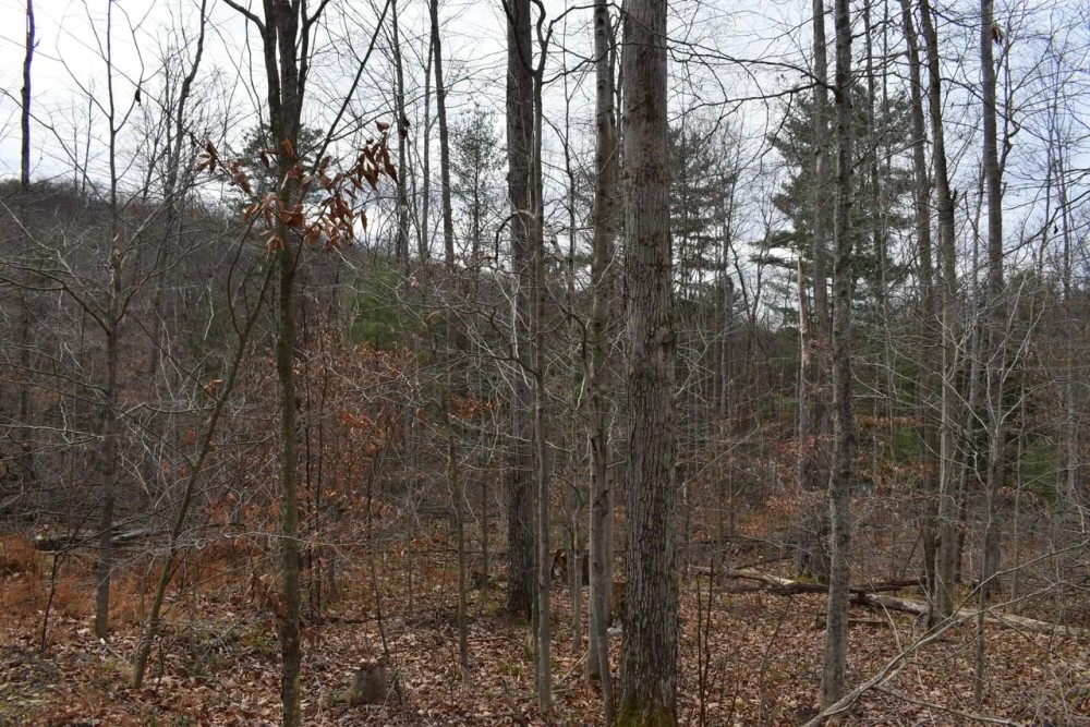 Morgan Hollow Hideaway featured image