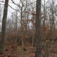 Morgan Hollow Hideaway images 2