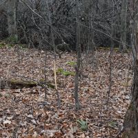 Morgan Hollow Hideaway images 5