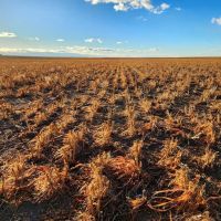 Prime Tillable Cropland with Mostly Class II Soils images 5