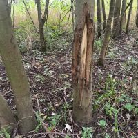 Crawford County Whitetails and Waterfowl images 5