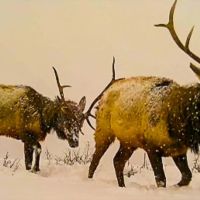 Sheep Mountain Ranch images 3