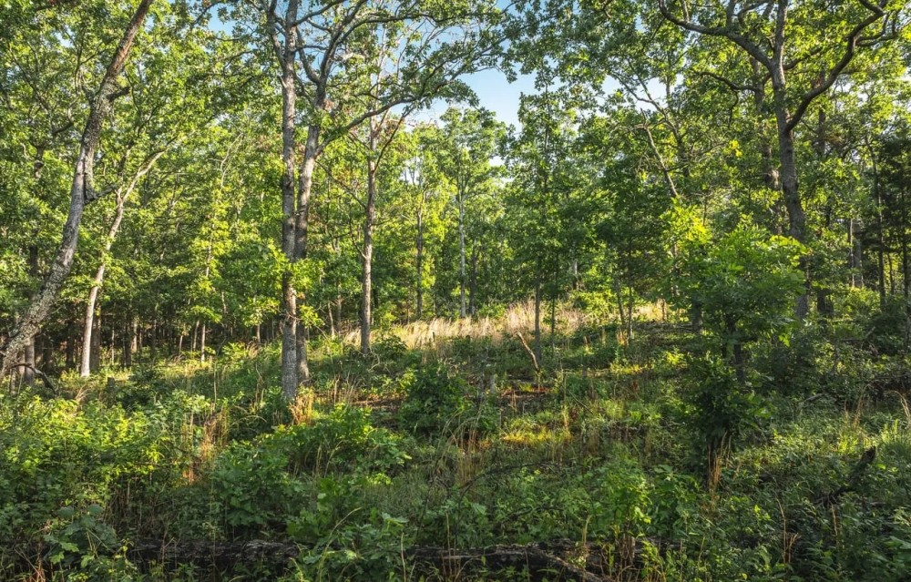 Land Timber 40 featured image