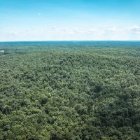 Land Timber 40 images 2