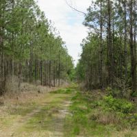 Waccasassa Flatwoods Tract images 3