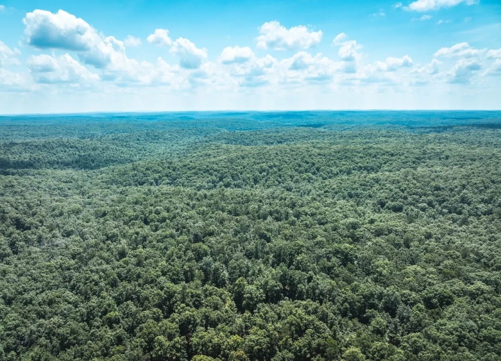 Land Timber 65 featured image