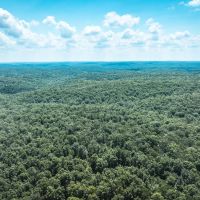 Land Timber 65