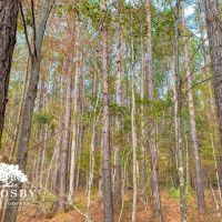 Possum Point Road Tract 1 images 4