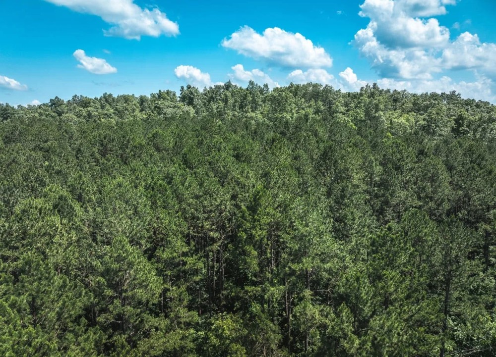 Land Timber 27 featured image