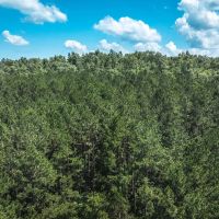 Land Timber 28 images 2