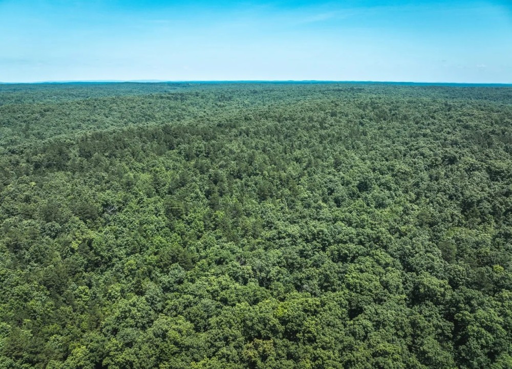 Land Timber 38 featured image