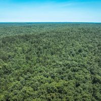 Land Timber 38