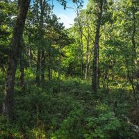 Land Timber 38 images 2