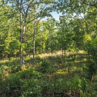 Land Timber 38 images 3