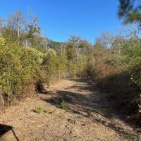 Amite River Hunting Tract For Sale images 2