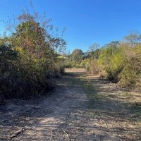 Amite River Hunting Tract For Sale images 3
