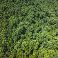 Land Timber 15 images 3