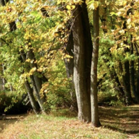 42 Acres Copper Culture State Park hunting land for Deer in Oconto, WI images 5