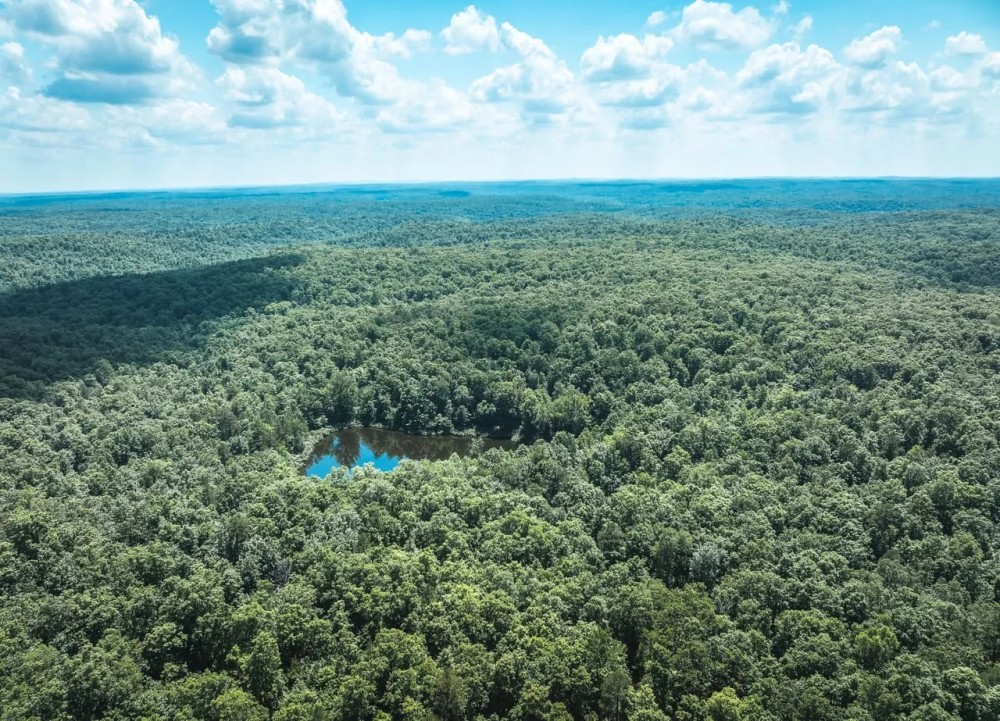 Land Timber 235 featured image