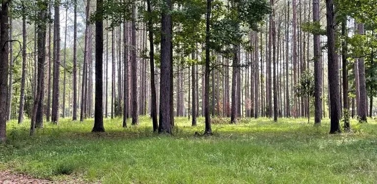 646 Acres in Newton County in Perdue MS featured image