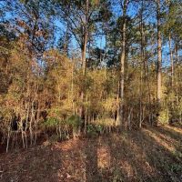 7.5 Acres in Pike County MS images 2