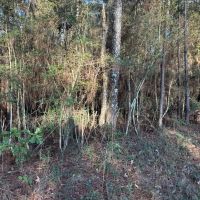 7.5 Acres in Pike County MS images 3
