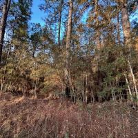 7.5 Acres in Pike County MS images 5