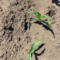 170 acres of Farm Hunting and Development Land for Sale in Pasquotank County NC images 2