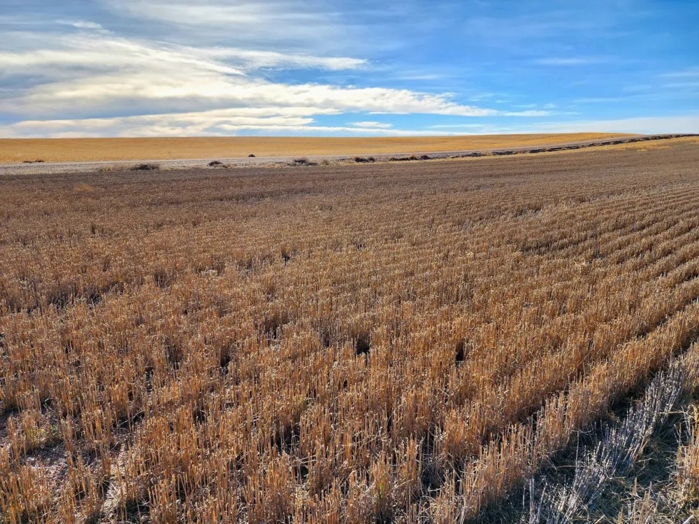 Income Producing Cropland bordering I80 near Sidney NE featured image