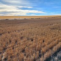 Income Producing Cropland bordering I80 near Sidney NE