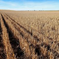 Income Producing Cropland bordering I80 near Sidney NE images 2