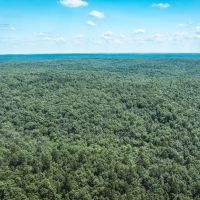 Land Timber 53
